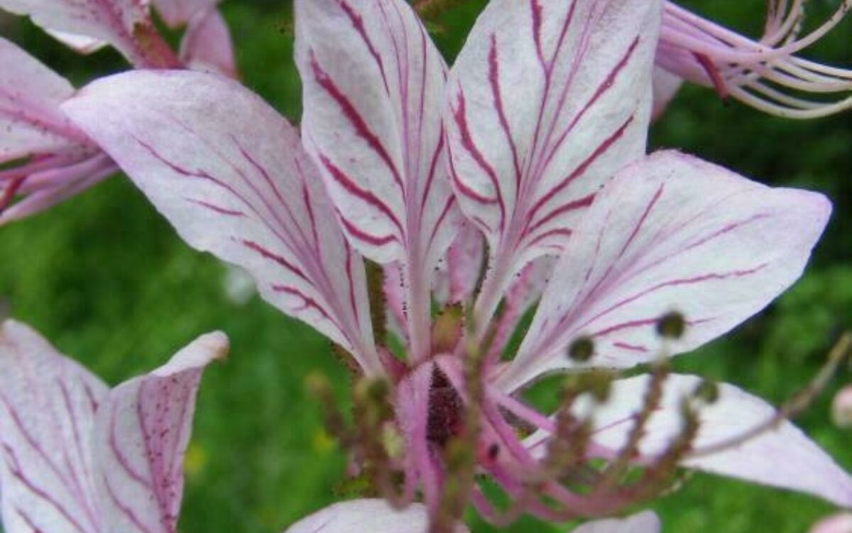 1608634120diptam blume foto christiane brandt 1608634120diptam blume foto christiane brandt